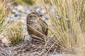 Streak-throated Canastero Asthenes humilis humilis