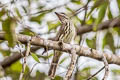 Streaked Flycatcher Myiodynastes maculatus ssp.