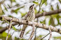 Streaked Flycatcher Myiodynastes maculatus ssp.