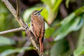 Streaked Xenops Xenops rutilans peruvianus