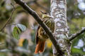 Streaked Tuftedcheek Pseudocolaptes boissonneautii auritus