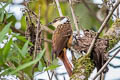 Streaked Tuftedcheek Pseudocolaptes boissonneautii auritus