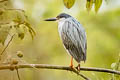 Striated Heron Butorides striata