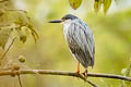 Striated Heron Butorides striata striata