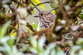 Stripe-headed Antpitta Grallaria andicolus andicolus