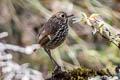 Stripe-headed Antpitta Grallaria andicolus andicolus