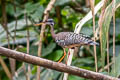 Sunbittern Eurypyga helias helias