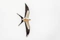 Swallow-tailed Kite Elanoides forficatus yetapa