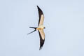 Swallow-tailed Kite Elanoides forficatus yetapa