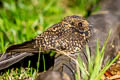 Swallow-tailed Nighjar Uropsalis segmentata kalinowskii 