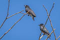 Swallow-winged Puffbird Chelidoptera tenebrosa tenebrosa