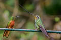 Sword-billed Hummingbird Ensifera ensifera