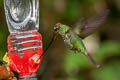 Sword-billed Hummingbird Ensifera ensifera