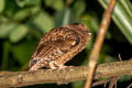 Tawny-bellied Screech Owl Megascops watsonii usta