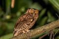 Tawny-bellied Screech Owl Megascops watsonii usta
