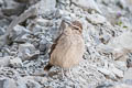 Thick-billed Miner Geositta crassirostris crassirostris