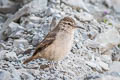 Thick-billed Miner Geositta crassirostris crassirostris