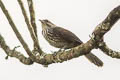 Thrush-like Wren Campylorhynchus turdinus hypostictus