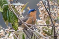 Tit-like Dacnis Xenodacnis parina