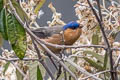 Tit-like Dacnis Xenodacnis parina