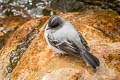 Torrent Tyrannulet Serpophaga cinerea cinerea