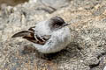 Torrent Tyrannulet Serpophaga cinerea cinerea