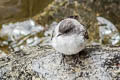 Torrent Tyrannulet Serpophaga cinerea cinerea