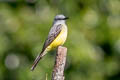 Tropical Kingbird Tyrannus melancholicus melancholicus