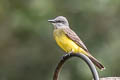 Tropical Kingbird Tyrannus melancholicus melancholicus