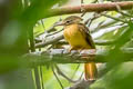 Tropical Royal Flycatcher Onychorhynchus coronatus castelnaui 