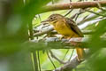 Tropical Royal Flycatcher Onychorhynchus coronatus castelnaui 