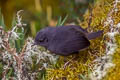 Tschudi's Tapaculo Scytalopus acutirostris (Sharp-billed Tapaculo)