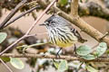 Tufted Tit-Tyrant Anairetes parulus aequatorialis