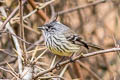 Tufted Tit-Tyrant Anairetes parulus aequatorialis