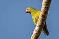 Tui Parakeet Brotogeris sanctithomae sanctithomae