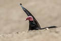 Turkey Vulture Cathartes aura falklandicus