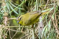 Two-banded Warbler Myiothlypis bivittata bivittata