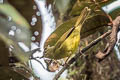 Two-banded Warbler Myiothlypis bivittata bivittata