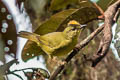 Two-banded Warbler Myiothlypis bivittata bivittata