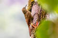 Tyrannine Woodcreeper Dendrocincla tyrannina tyrannina