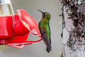 Tyrian Metaltail Metallura tyrianthina smaragdinicollis