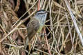 Unstreaked Tit-Tyrant Uromyias agraphia squamiger 