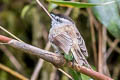 Unstreaked Tit-Tyrant Uromyias agraphia squamiger 