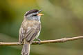 Unstreaked Tit-Tyrant Uromyias agraphia squamiger 