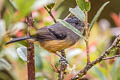 Variable Antshrike Thamnophilus caerulescens melanchrous