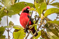 Vermilion Tanager Calochaetes coccineus