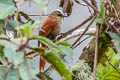 Vilcabamba Spinetail Cranioleuca weskei