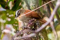 Vilcabamba Spinetail Cranioleuca weskei