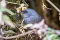 Vicabamba Tapaculo Scytalopus urubambae (Cuzco Tapaculo)