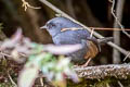 Vicabamba Tapaculo Scytalopus urubambae (Cuzco Tapaculo)